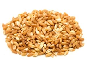 Farro