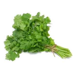 Cilantro