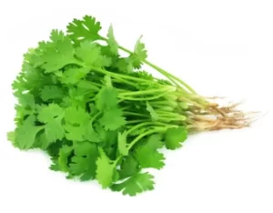 Cilantro